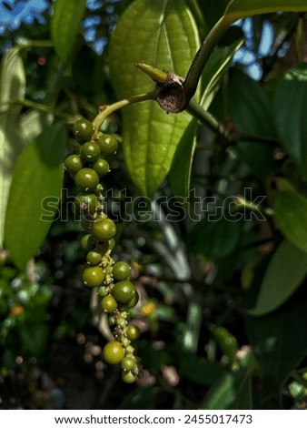 Pepper, also called pepper or sahang, has the Latin name Piper nigrum Royalty-Free Stock Photo #2455017473