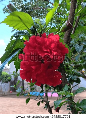 The red hibiscus flowers that are blooming are really beautiful
