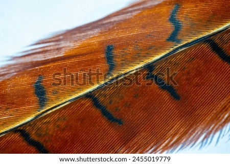 Add a touch of natural splendor to any setting with this stunning pheasant feather. Celebrate the enchanting colors of fall with its warm, earthy tones and elegant textures. Royalty-Free Stock Photo #2455019779
