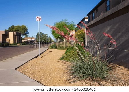 Arizona desert native flowering red yucca, Hesperaloe parviflora, frequently found along xeriscaped city streets in Phoenix, Arizona