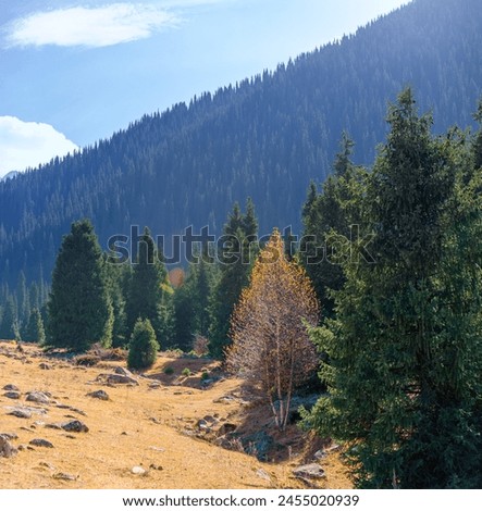 Experience the beauty of autumn in the majestic Tien Shan Mountains. Admire stunning scenery adorned with fir and birch trees. Find serenity and peace among the rocky cliffs.