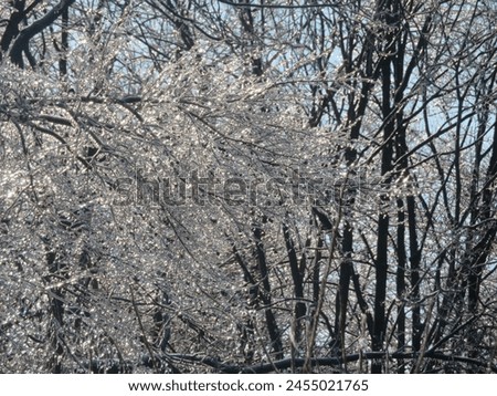 This is a beautiful ice covered woods. The cold branches sparkle in the sunlight.I love the texture in this picture.