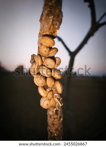 Snails on tree | Gastropoda Royalty-Free Stock Photo #2455026867