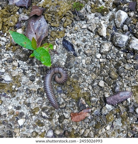 A millipede curling on the gravel soil in the tropical forest of Raja Ampat Papua, Indonesia, on early morning. They are disguised among the gravels and are often stepped on by human by mistake.