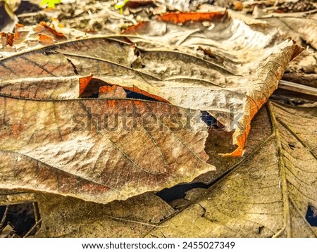 dried teak leaves which look good for the background
