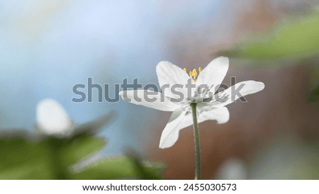 A delicate and elegant image of Anemone. Blooming wildflowers dance in the spring forest. Beautiful plants in detail on a soft blurred interesting background. Floral wall art will decorate the wall.