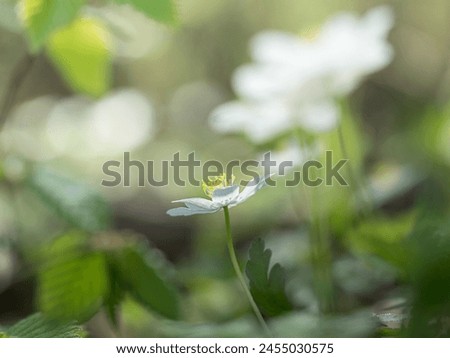 A delicate and elegant image of Anemone. Blooming wildflowers dance in the spring forest. Beautiful plants in detail on a soft blurred interesting background. Floral wall art will decorate the wall.