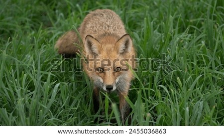 A fox in the grass at a park in San Jose, CA