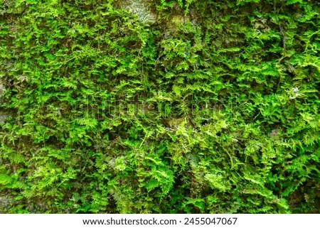 A green mossy wall with a lot of green plants. The wall is covered in green moss and the plants are growing in various directions. The image has a natural and peaceful feel to it Royalty-Free Stock Photo #2455047067