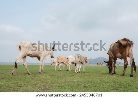 Black and white cows in a grassy field on a bright and sunny day. Cows grazing on a Field in Summertime.
