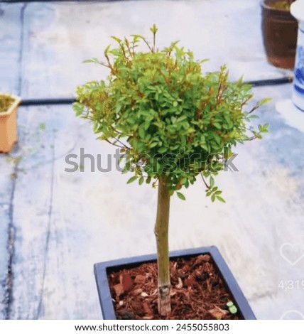 bonsai flower plant, a beautiful picture of green colour plant 