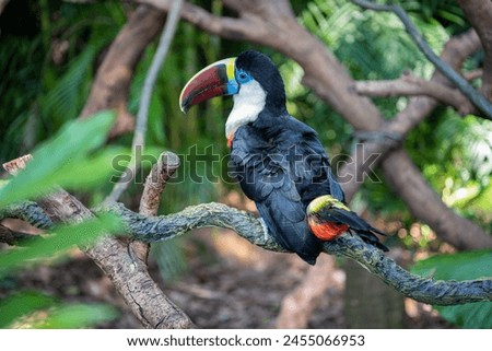 a toucan in the jungle