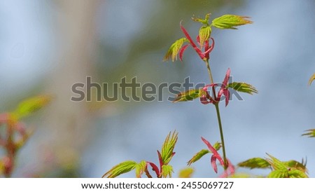 Young Red Leaves Of Japanese Maple Or Acer Palmatum In Spring. Commonly Known As Palmate Maple. Still.
