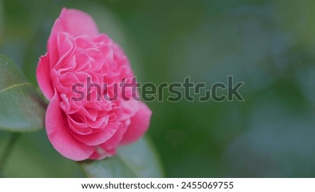 Pink Rose Like Blooms Camellia Flower And Buds. Blooming Pink Camellia. Pink Camellia In Flower. Close up. Royalty-Free Stock Photo #2455069755