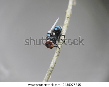 Close up of Oriental Latrine Fly or Oriental Blue Fly (Chrysomya megacephala) Royalty-Free Stock Photo #2455075355