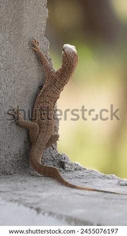 Close up picture of Clouded Monitor Lizard . Wildlife photographer . Clouded Monitor Lizard photography.