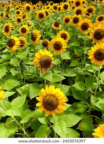 Sunflowers in garden, blooming at the same time. This picture was taken at Mall in Bandung city.