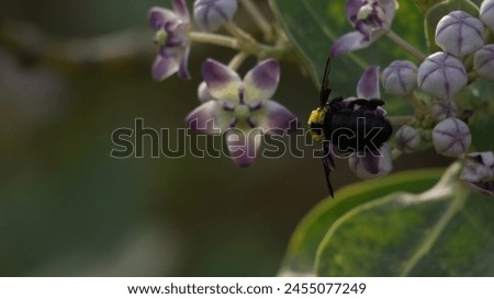 Close up picture of Carpenter Bees . Wildlife photography. Carpenter Bees photography in garden.