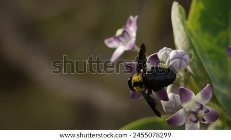 Close up picture of Carpenter Bees . Wildlife photography. Carpenter Bees photography in garden.