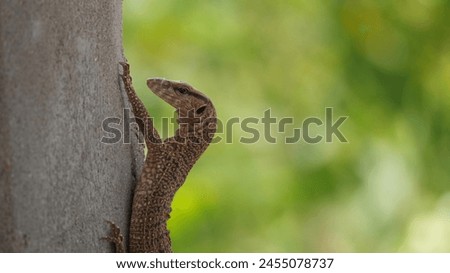 Close up picture of Clouded Monitor Lizard . Wildlife photographer . Clouded Monitor Lizard photography.