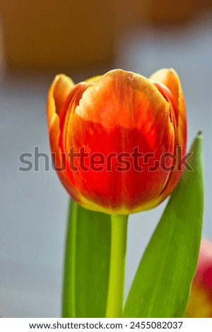 Magnificent picture of isolated multicolor tulip flower: close up showing the beautiful petals' texture