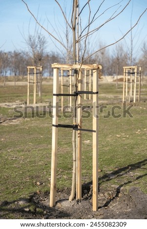 Tree Supports-young trees being supported by wooden stakes. Young tree sapling propped and supported by the wooden slats and tied by tape stringon. Vertical. Close-up. Royalty-Free Stock Photo #2455082309