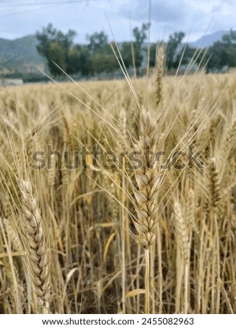 Amazing picture of Wheat Farm in nature 