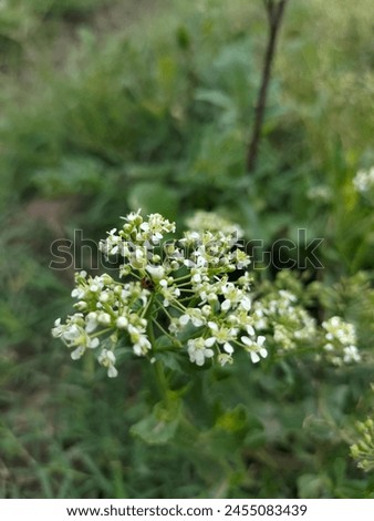 Amazing picture of white flower with Green background natural picture 