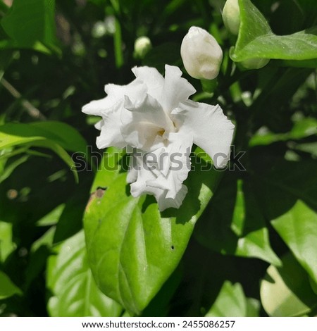 It is a stunning picture showcasing the delicate beauty of the Jasmine flower against a brilliant blue sky in a bright sunny day, evoking feelings of serenity and peace. 