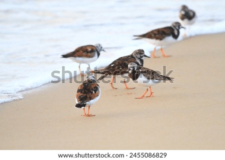 ruddy turnstone (Arenaria interpres ) on a beach Royalty-Free Stock Photo #2455086829
