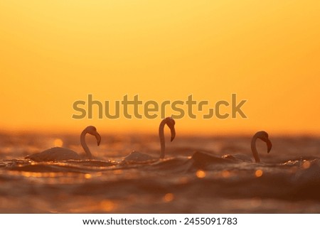 Backlit image of Greater Flamingos wading in the morning hours with dramatic bokeh of light on water, Asker coast, Bahrain