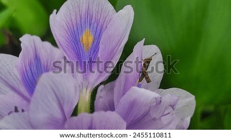 Close up picture of purple water hyacinth flower with small brown grasshopper on it