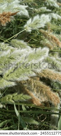 Beautiful Annual Beard Grass picture