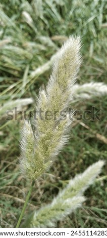 Beautiful Annual Beard Grass picture
