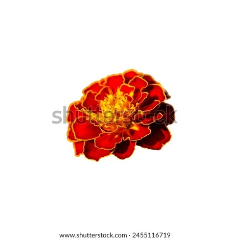 A detailed view of a marigold flower, highlighting the contrast between the golden edges and deep red petals; perfect for educational materials on botany.