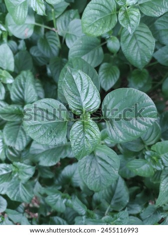 Dark green leafy plants are neatly arranged in a symmetrical shape  Royalty-Free Stock Photo #2455116993