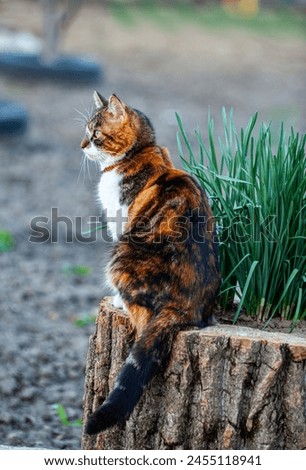 Picture of a very beautiful cat while she was sitting on a tree log and looking at her prey.