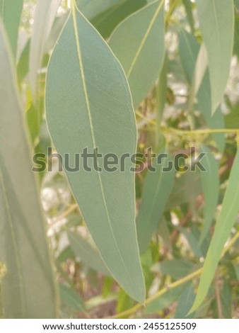 Fresh leaf wallpaper images tree