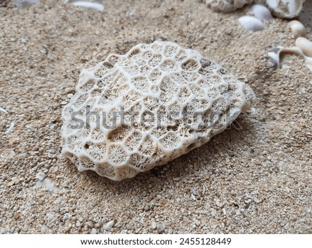 Marine corals are any marine organisms that do not have backbones, which belong to the class Anthozoa
 Royalty-Free Stock Photo #2455128449
