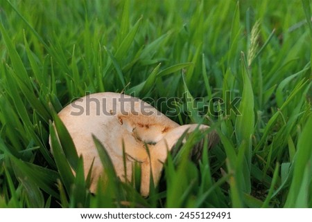 Green grass among which grew a yellow-orange mushroom with spore-bearing plates. Relaxation background, screensaver, wallpaper.