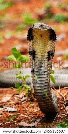 King cobras are impressively venomous, large snakes native to Asia. They are called king cobras because they can kill and eat cobras. A full-grown king cobra is yellow, green, brown or black typicall. Royalty-Free Stock Photo #2455136637