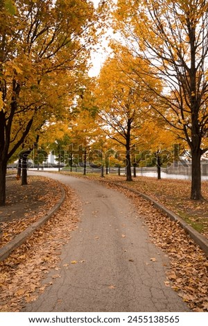 A picture of a park path during the Fall Season, with leaves cleanly swept to the sides of the road, creating a clear path through the middle