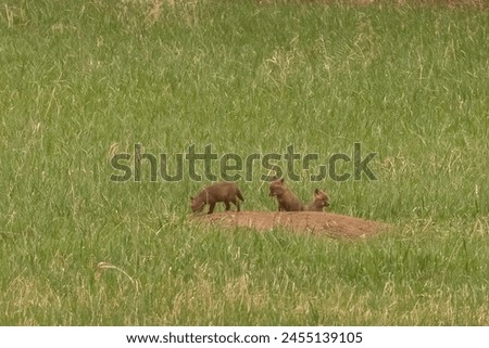 Red Fox Kits play outside their den