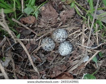 This is a picture of a wild quail eggs. This bird lays its eggs in grass or bushes in plantation areas. The size of these eggs is smaller than the size of farmed quail eggs
