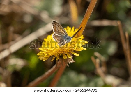 Macro photo of a butterfly siting on a yellow flower	