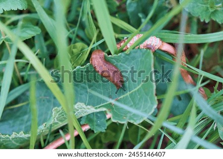 A large red Spanish slug crawls on the grass. Close-up Royalty-Free Stock Photo #2455146407
