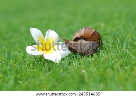 Snail in the garden on the grass