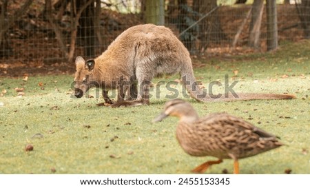A curious wallaby with soft brown fur, standing in a lush New Zealand meadow