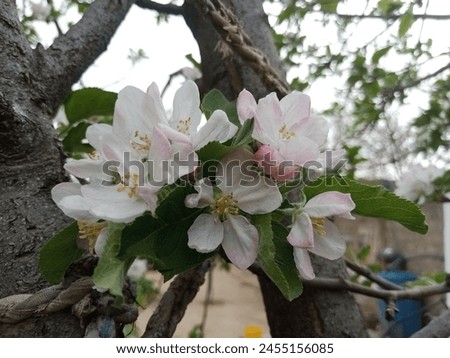 Beautiful white apple flowers closeup picture