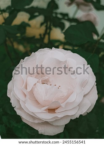 Freshly blooming light pink rose in the garden . Beautiful light pink rose flower wallpaper images . 
